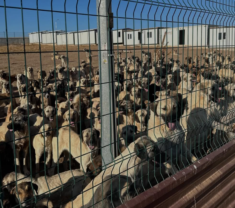 Ekran görüntüsü 2025-10-06 095953